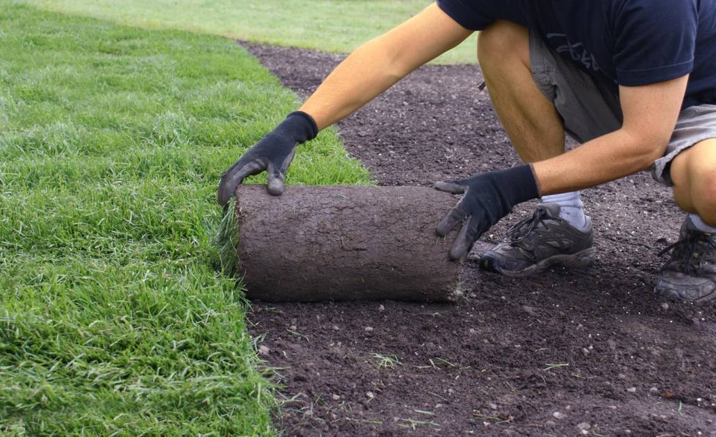 Man installing sod