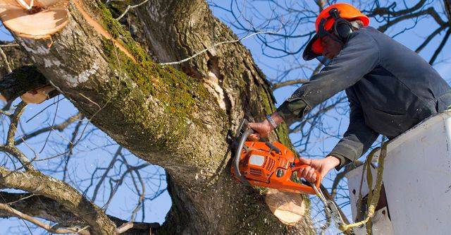 yard enhancement services. tree removal