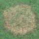 Example of lawn dead spots, circular brown spot on grass