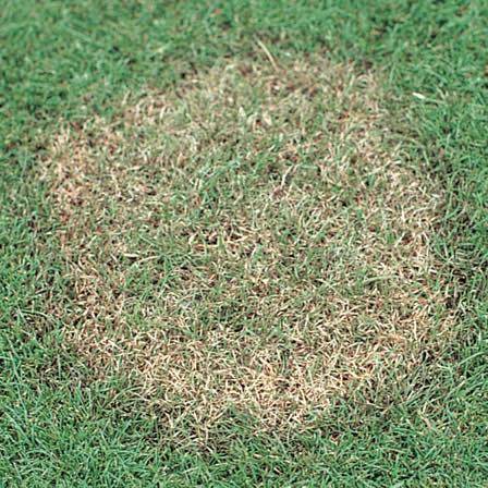 Example of lawn dead spots, circular brown spot on grass turfgrass