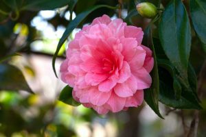 camellia varieties