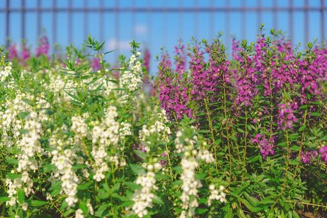 seasonal color plants snapdragon flowers