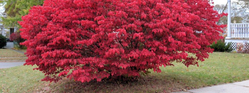 Burning bush landscape shrub tree planting