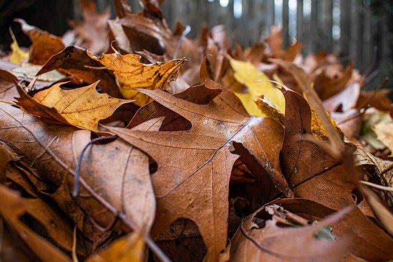 fall leaf removal service