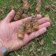 lawn aeration plugs