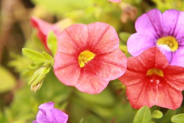 petunias