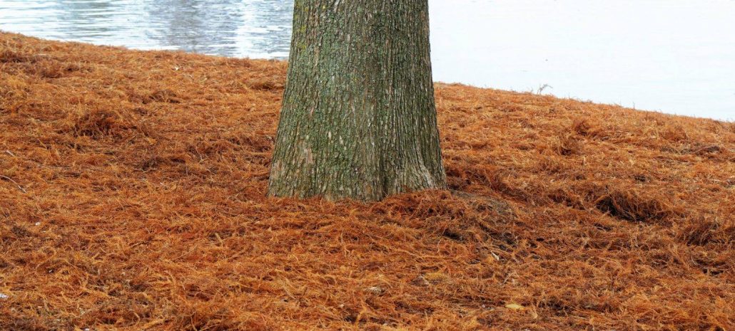 mulch and pine straw installation