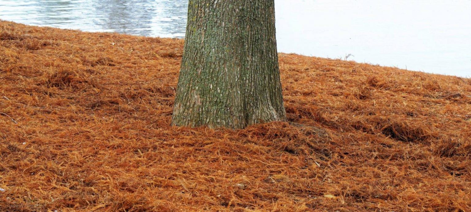 Mulch And Pine Straw Installation Creech Landscape