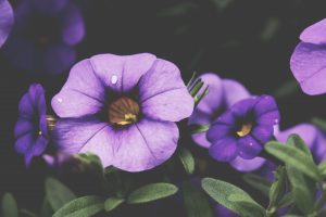 annual flowers. purple petunias annual flowers