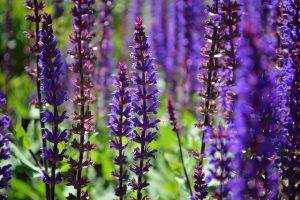 salvia annual flowers. flower bed designs