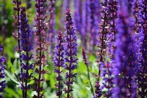 salvia annual flowers