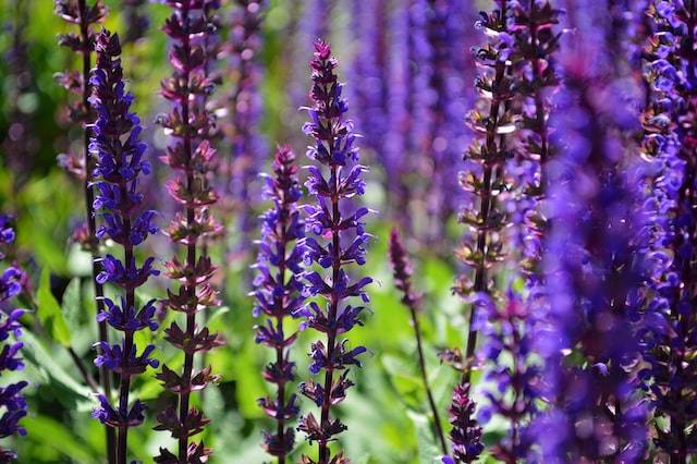 salvia annual flowers