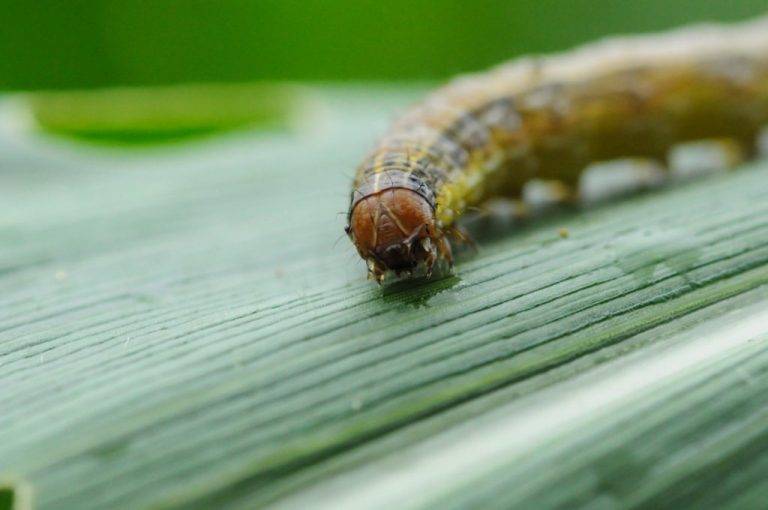 caterpillar on a leaf