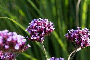 annual flowers