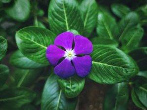 annual flowers