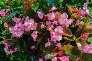 annual flowers. wax leaf begonias seasonal color plants