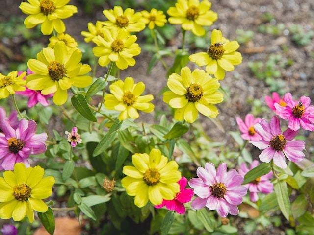 zinnias