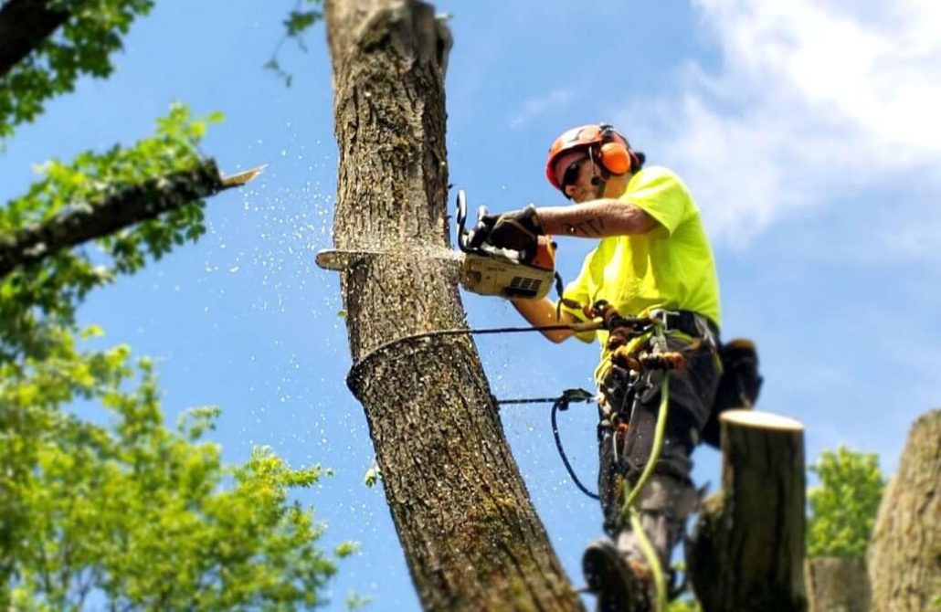 man removing tree with chainsaw