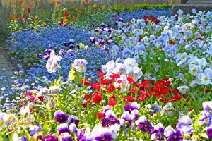 annual flowers. Colorful mixed flowers in garden, colorful pansis and violas