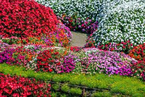 A Brick Stone Pathway In Vivid Multi Color Blossom Various