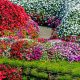 annual flowers. A brick stone pathway in vivid multi color blossom various