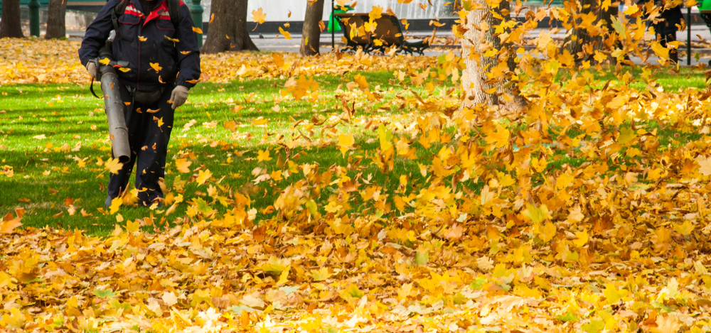 leaf removal with a professional blower