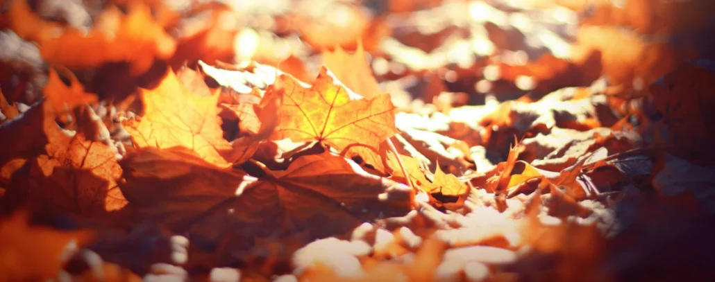 fallen brown leaves