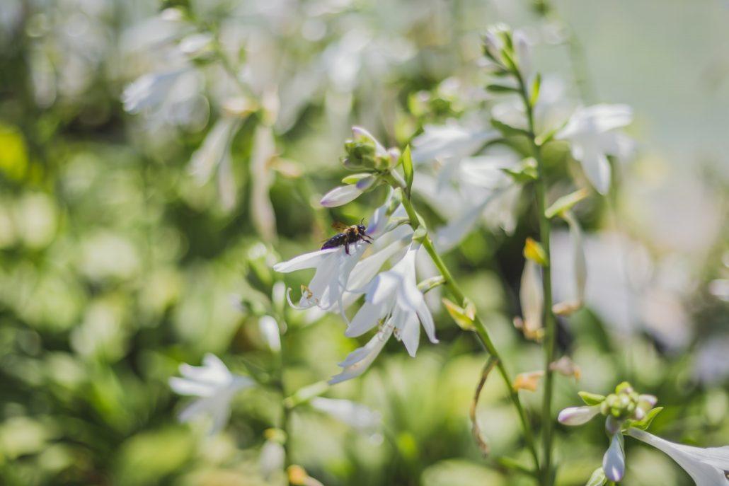 hosta lilies 