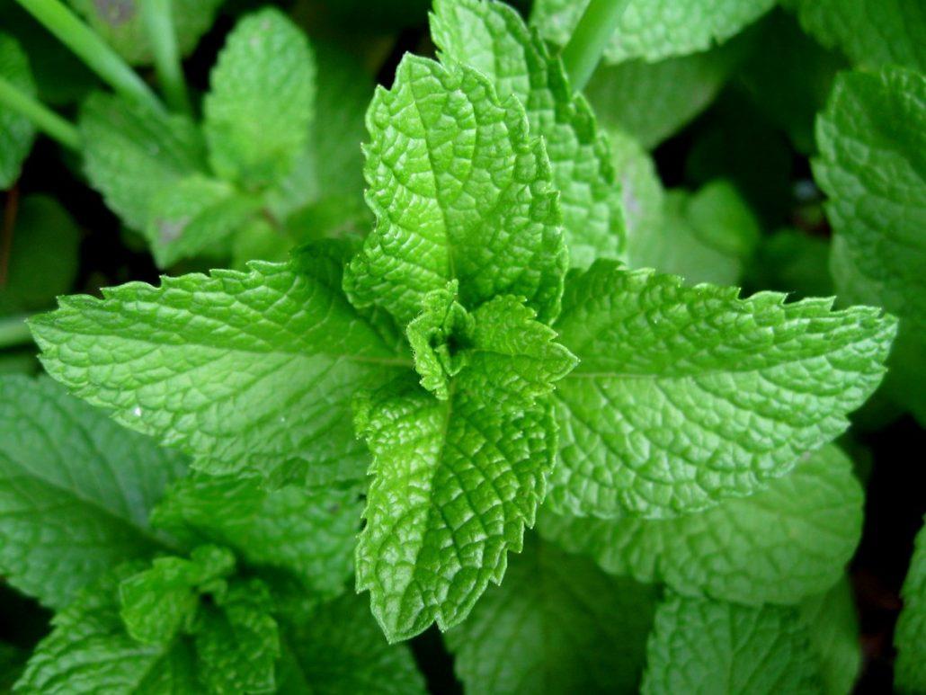 mint plant