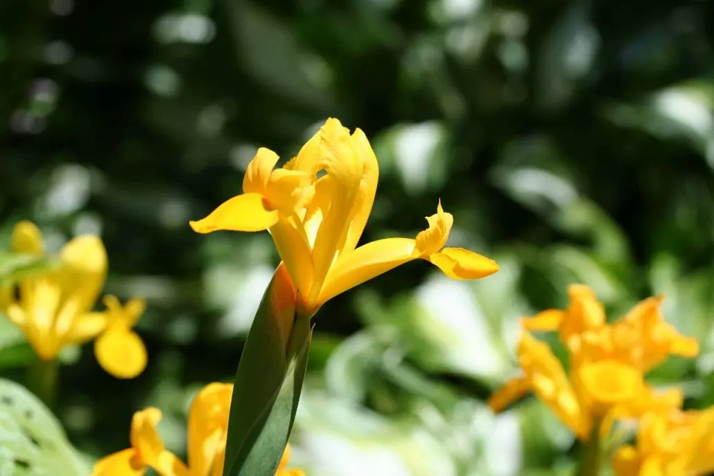 yellow flag iris