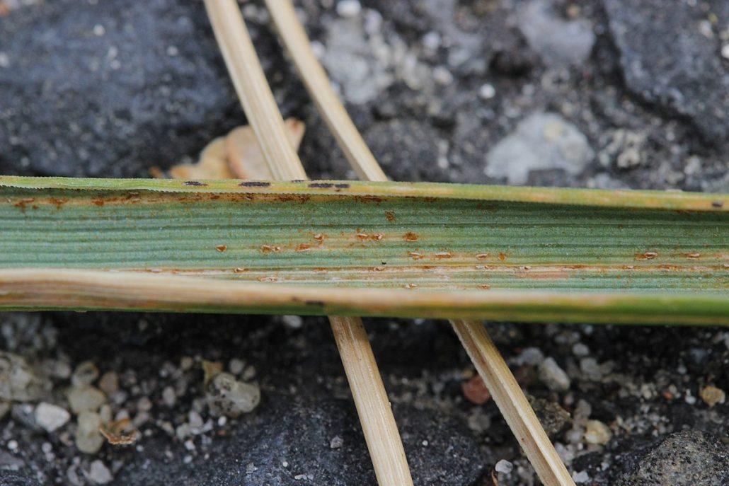 Rust fungus on grass