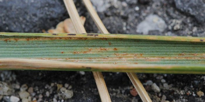 Rust fungus on grass