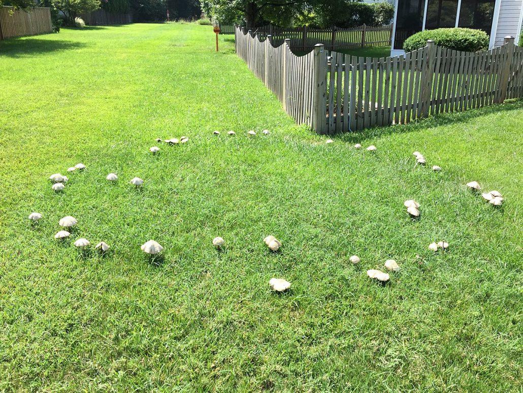 Fairy Ring