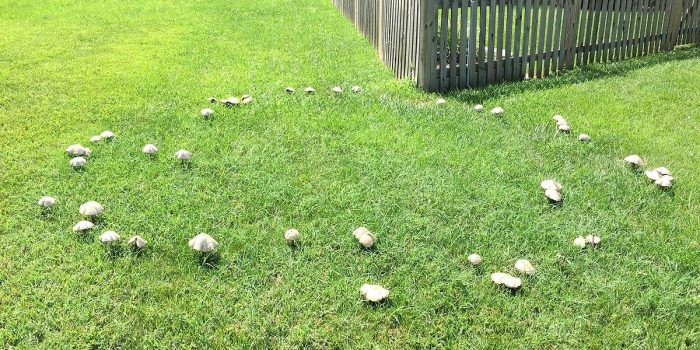 Fairy Ring