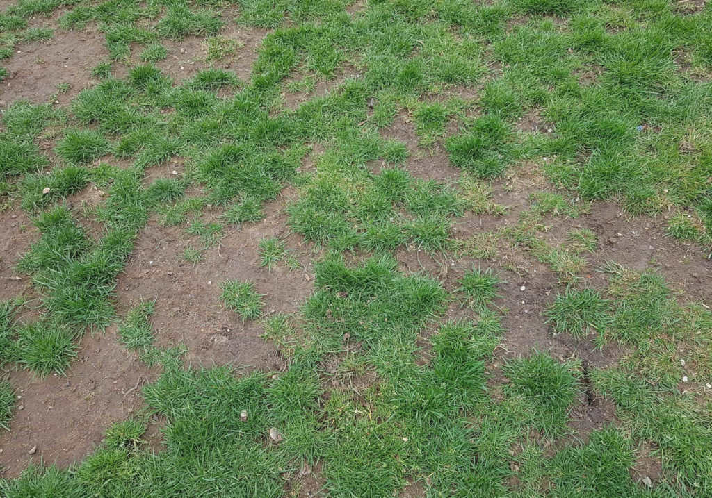 how often should you aerate your lawn 