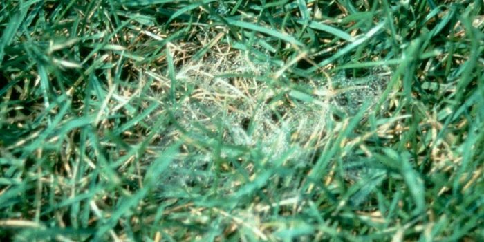 Pythium Blight