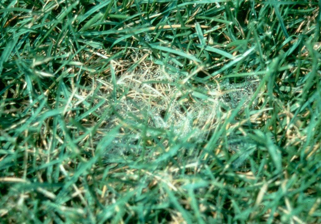 Pythium Blight