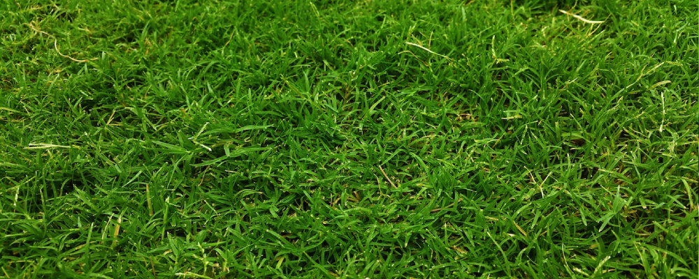 Bermuda Grass (Cynodon dactylon)