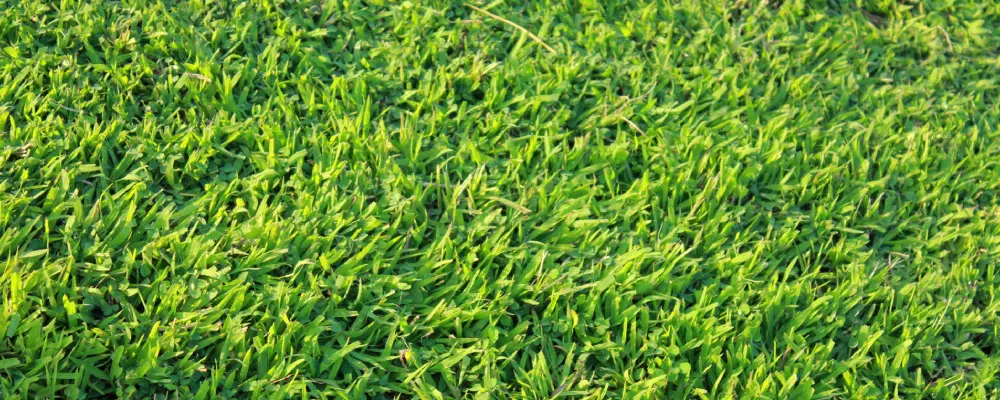 Centipede Grass (Eremochloa ophiuroides)