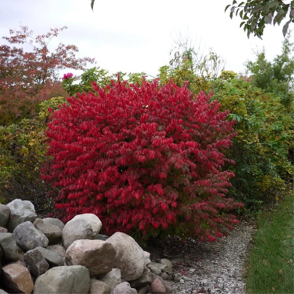 Burning Bush