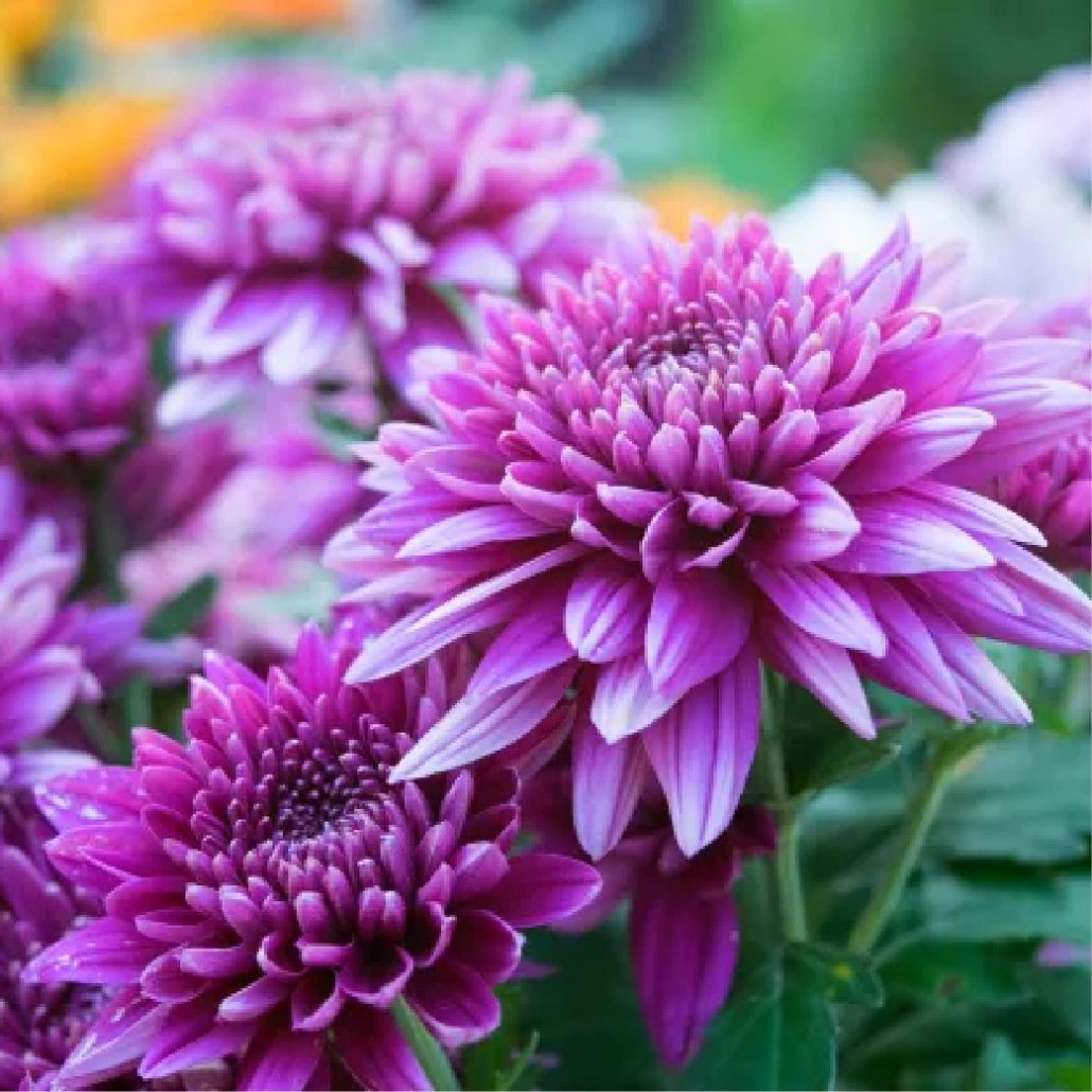 Chrysanthemums