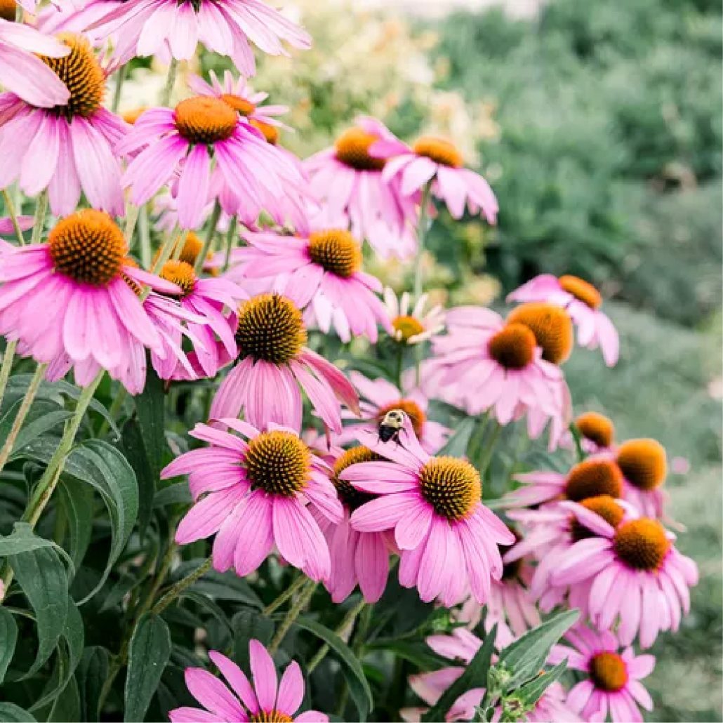 Coneflowers