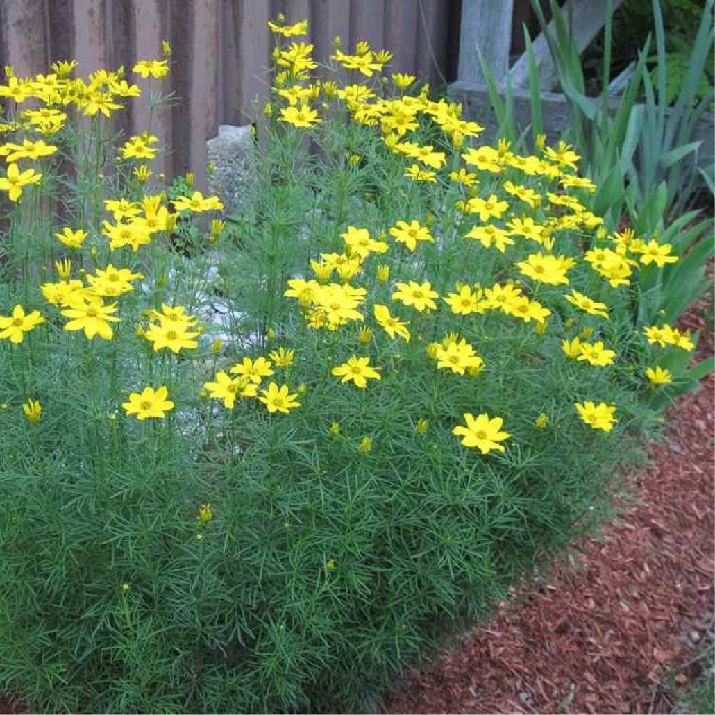 Coreopsis