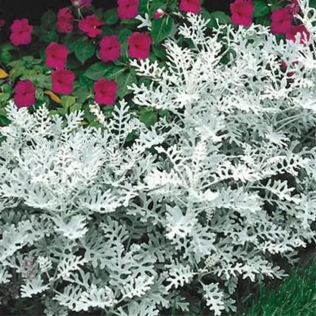 Dusty Miller