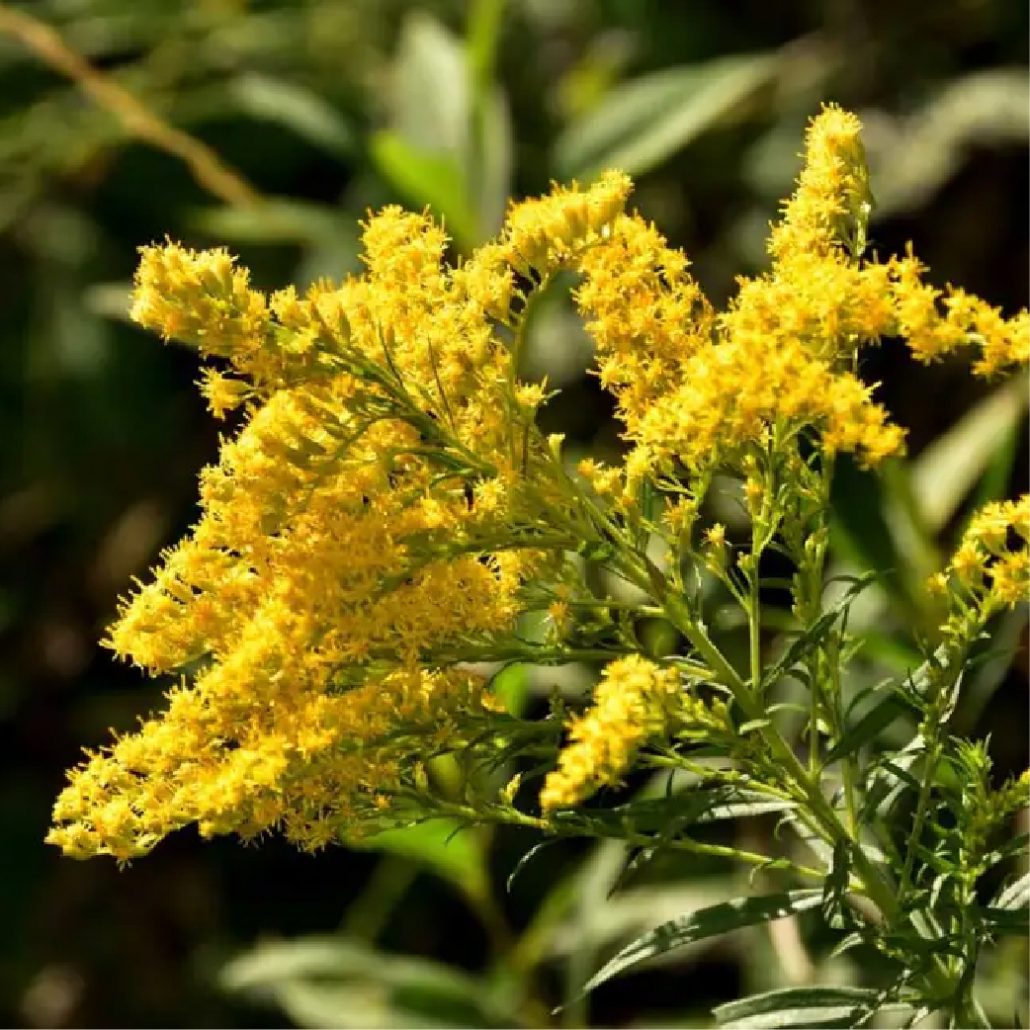 Goldenrod