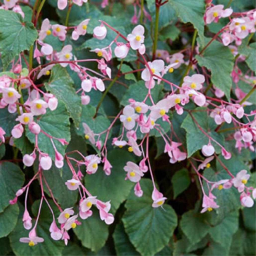 Hardy Begonia