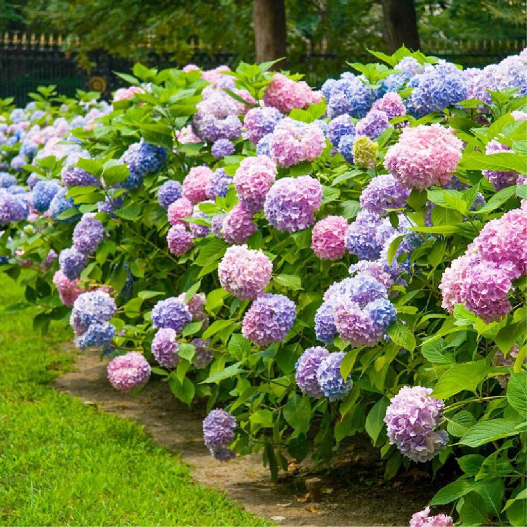 Hydrangeas