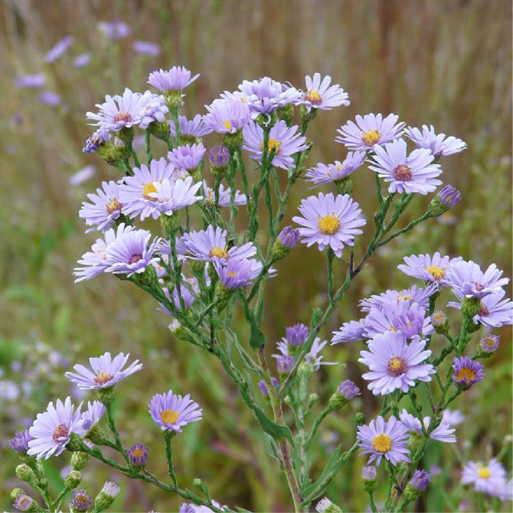 New England Aster