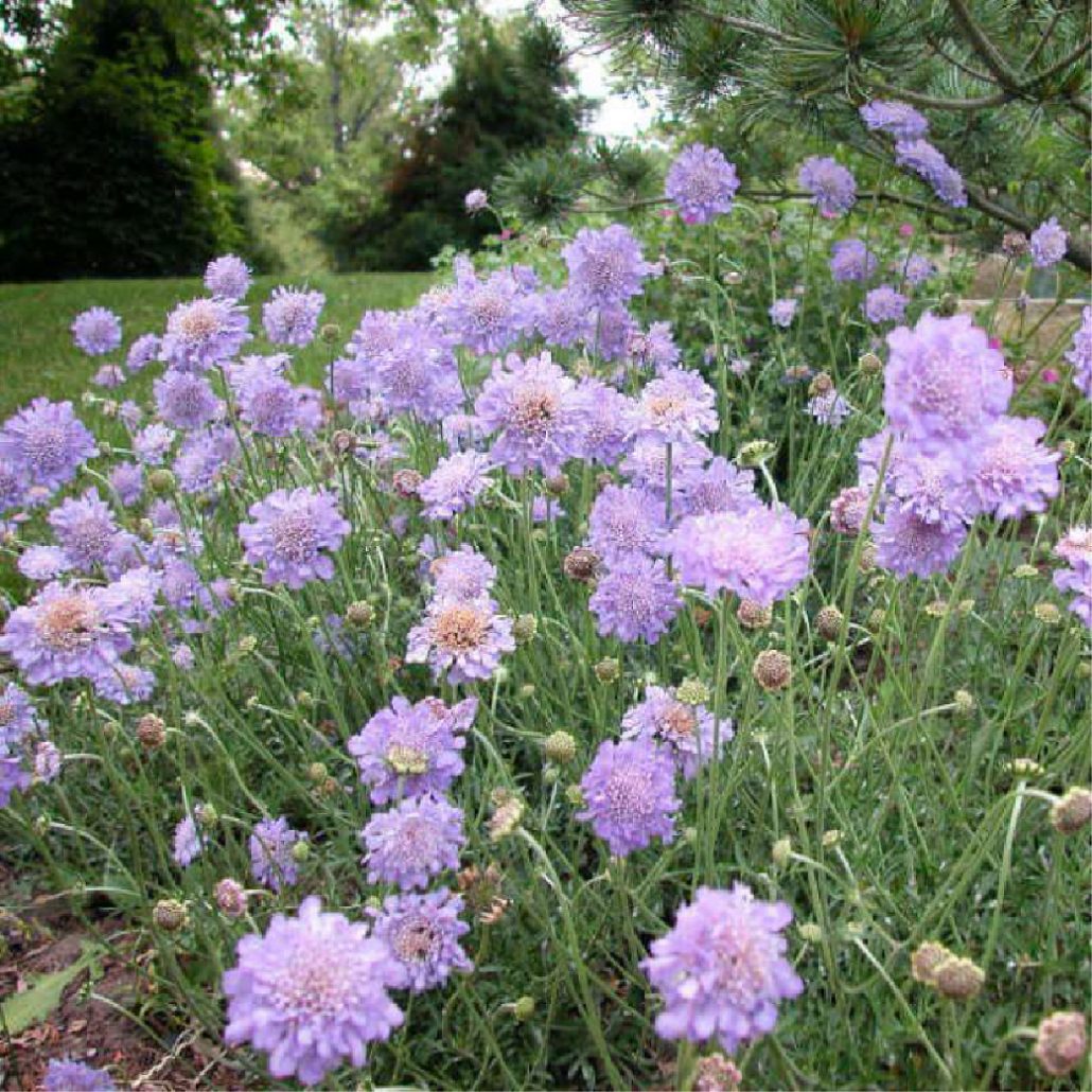 Pincushion Flower