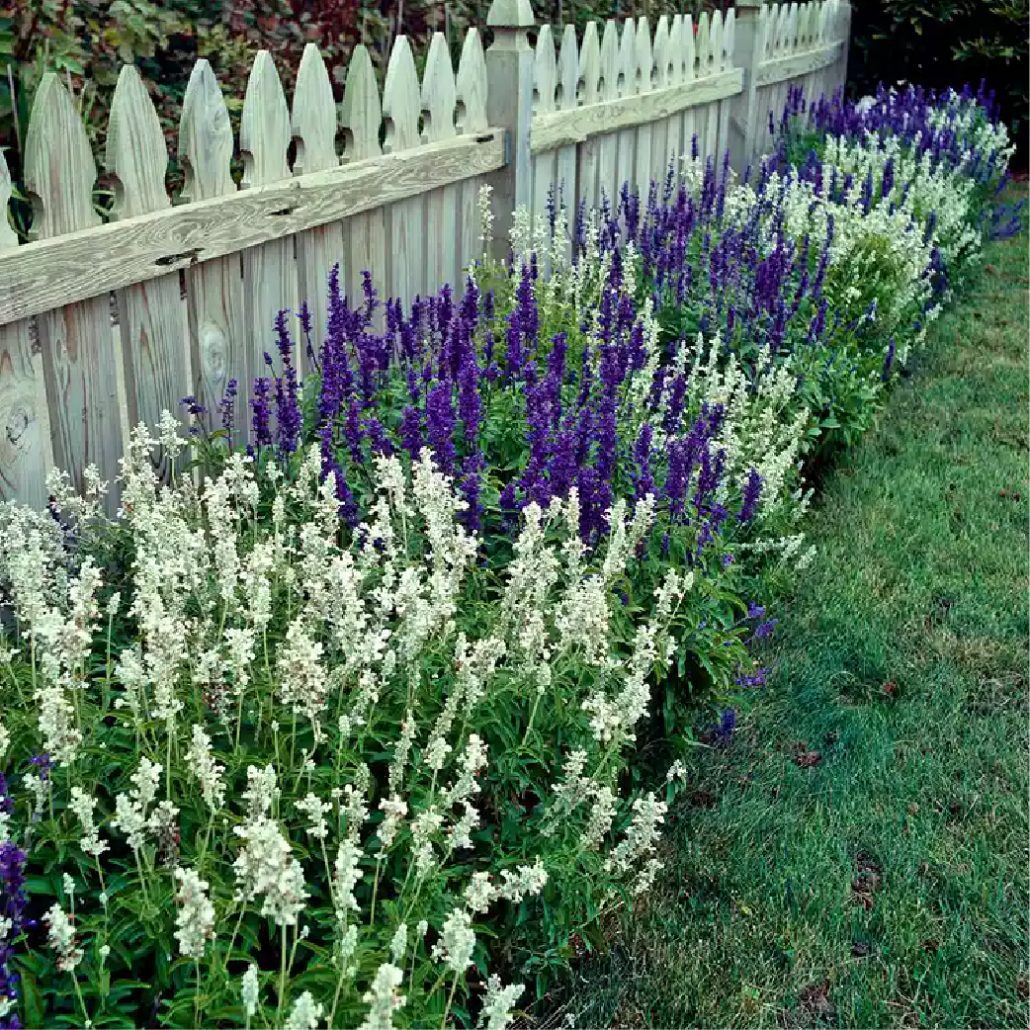 Sage Salvias